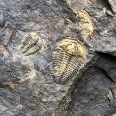 Conocoryphe cirina